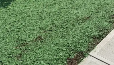 Fresh green hydroseed coating on prepared soil by professional landscapers in Pittsburgh, PA